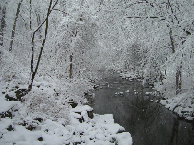 A hushed, almost dreamy, view of Sligo Creek on a snowy day with snow clinging to tree branches and covering the creek banks.