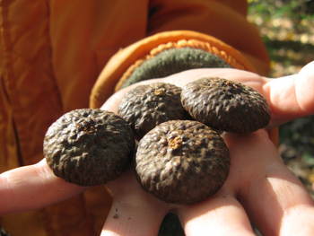 071 Large acorn caps found in Sligo Creek