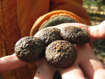 Large acorn caps found in Sligo Creek