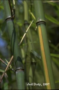Running Bamboo is a problem invasive species in Sligo Creek park.