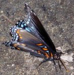 RedSpottedPurpleButterfly