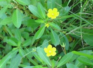 Water Primrose