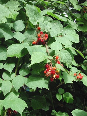 Resources on Invasive Plants - Friends of Sligo Creek