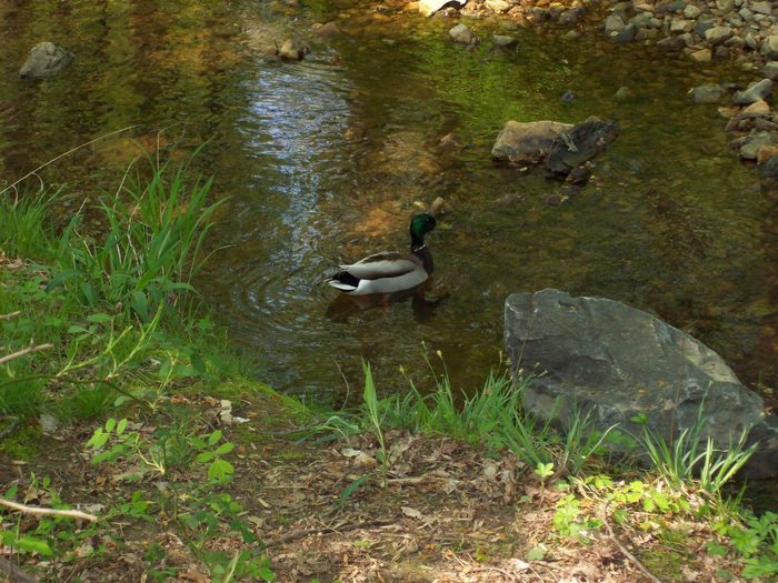 Ducks loving a cleaner creek