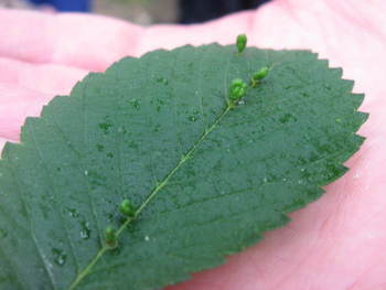 gall2