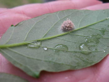 gall3