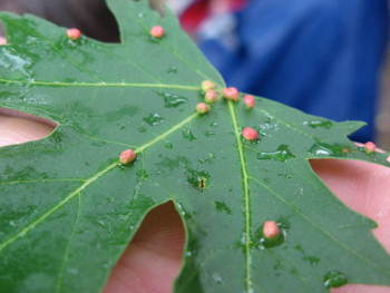 gall4