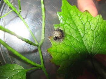 gypsyMoth1