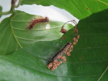 gypsyMoth2