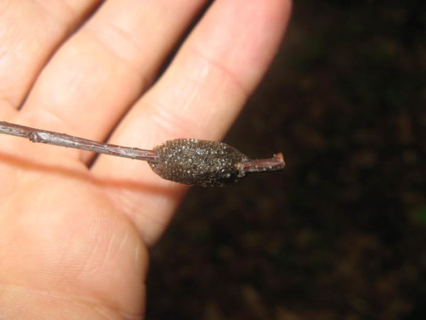 insectEggs
