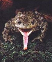 mouths
