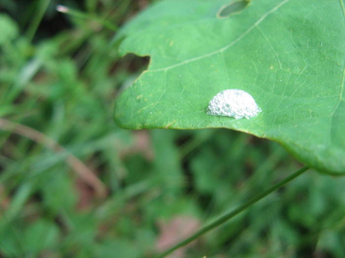 spittleBug