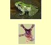 treefrogs1