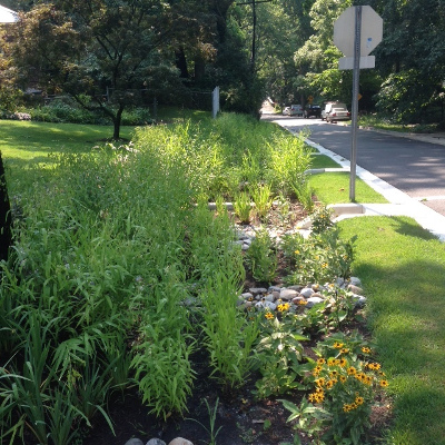 Rain garden along the street right-of-way near Sligo