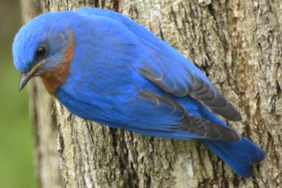 A bluebird in Sligo resting on a tree trunk.