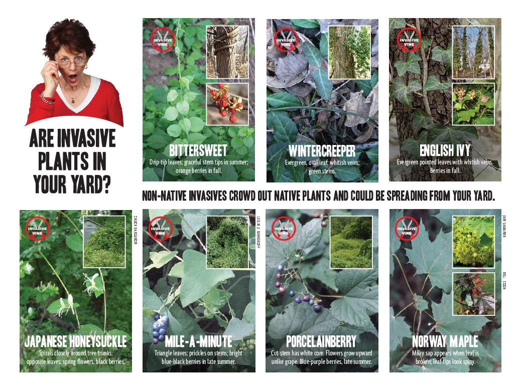 invasives in your yard