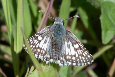 A checkered skipp with white and brownish varied checkerboard pattern on its wings.