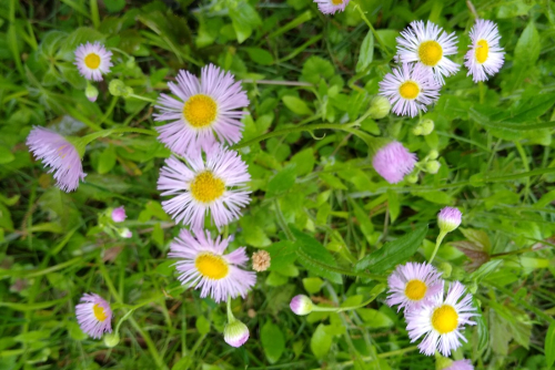 Fleabane in flower