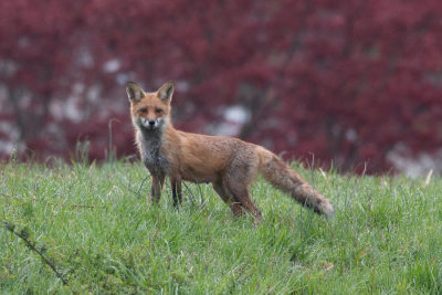 A fox on the SW side of Wheaton Branch, a tributary of Sligo Creek.