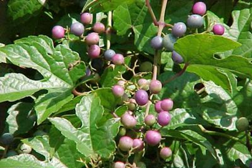 Photo of an invasive Porcelainberry vine with typical reddish blue berries