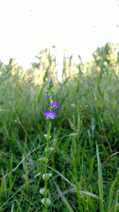 Powerline meadow Venus looking-glass 2017 MW PEPCO Powerline meadow flower blooming at Sligo Creek