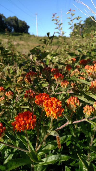 Butterfly milkweed in bloom under powerline