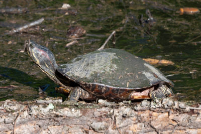 A red-eared slider looking around on the bank of Sligo Creek