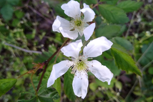 Rubus in flower