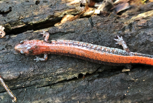 An eastern red-backed salamander on a rock, with large eyes and bright red skin. 