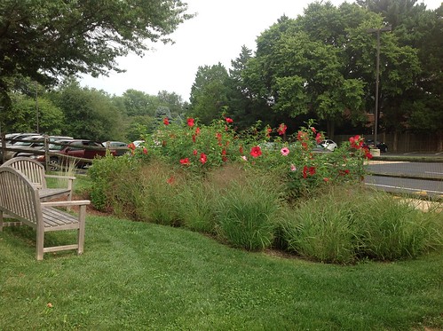 Example of RainScape Rain Garden