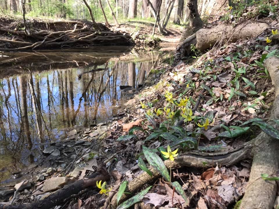 Yellow trout lilies on sligo