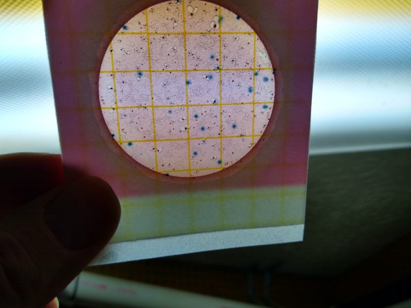 Coliform testing plate