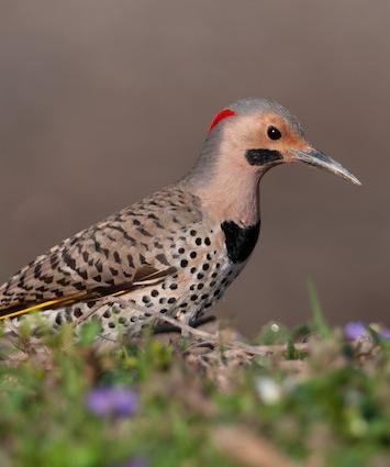 Northern flicker bird