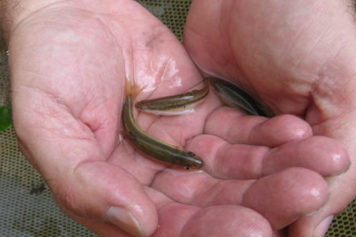 Cupped hands hold three fish of Sligo Creek in some creek water.