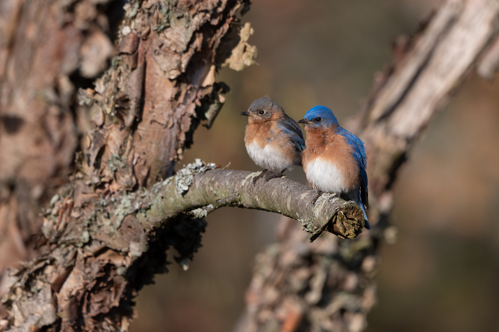 A pair of Eastern Bluebirds on a river birch tree at the Wheaton Branch ponds in spring 2020 (Stephen Davies photo)