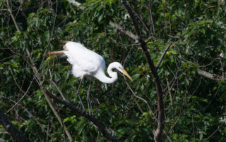 Great Egret at the Wheaton Branch Ponds June 2020