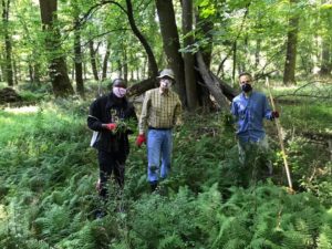 Invasive plant removal volunteers removing wavy leaf basketgrass.