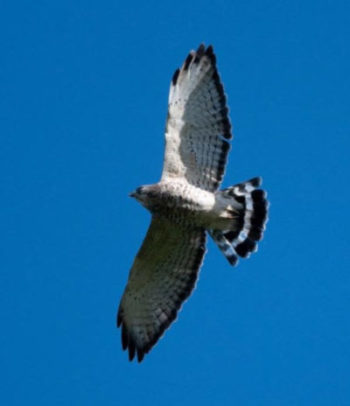 Broadwinged hawk against the blue sky at the Wheaton branch ponds. Photo taken by Stephen Davies