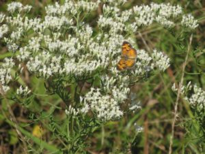 A flowering boneset plant with a Pearl Crescent skipper in the Powerline Meadow Habitat.