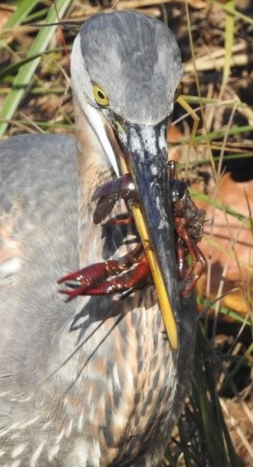 Great Blue Heron with a crayfish in its mouth