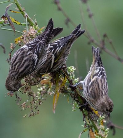 Pine Siskins at Wheaton Branch Ponds by Stephen Davies