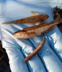 Sligo Creek fish and salamander kill near the Beltway on 2.2021