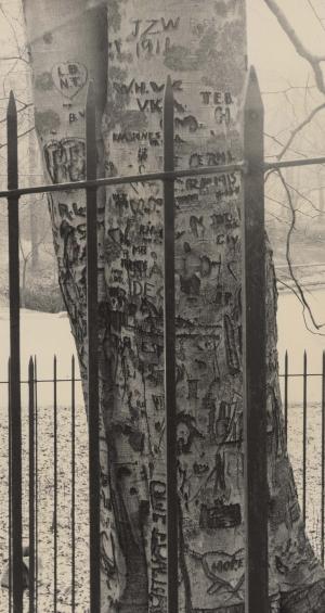 The old President's tree at Maple and Sligo Creek Parkway.