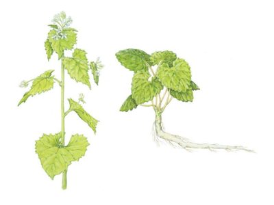 Garlic Mustard plants in years 1 and 2 Garlic Mustard plants in years 1 and 2