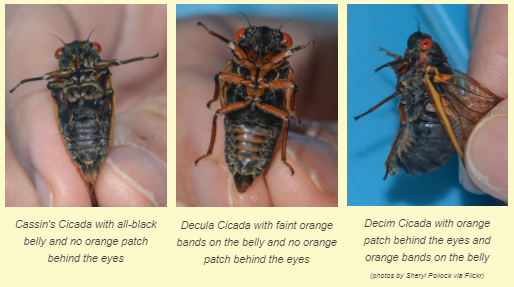 3 species of Cicadas