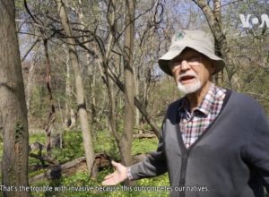Jim Anderson showing invasive plants that have taken over the area.