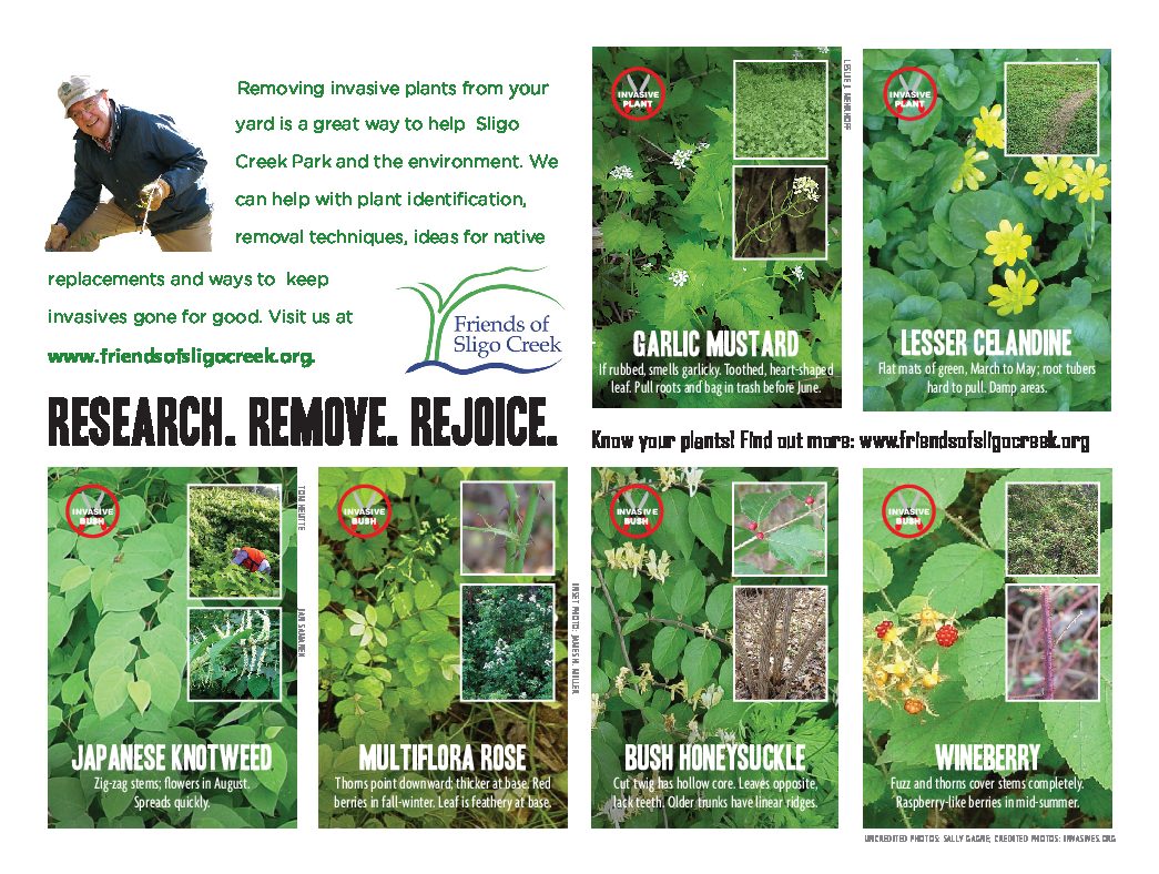 Invasive plants card, side 2: garlic mustard, lesser celandine, Japanese knotweed, multiflora rose, bush honeysuckle, wineberry