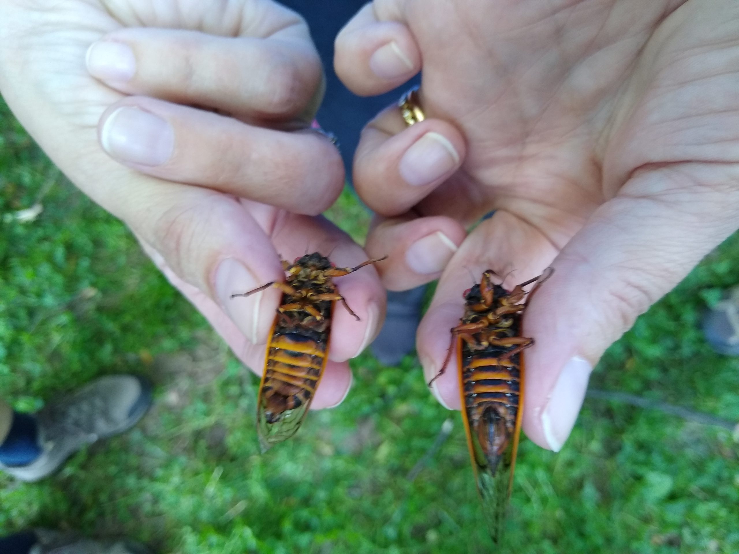 Subtle differences between two cicadas