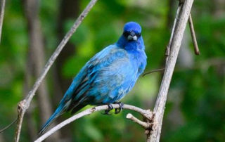 An indigo bunting bird photographed by S. Davies at the Wheaton Branch ponds June 9, 2021