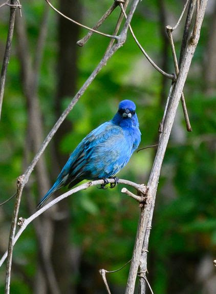 An indigo bunting bird photographed by S. Davies at the Wheaton Branch ponds June 9, 2021